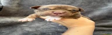 Toby