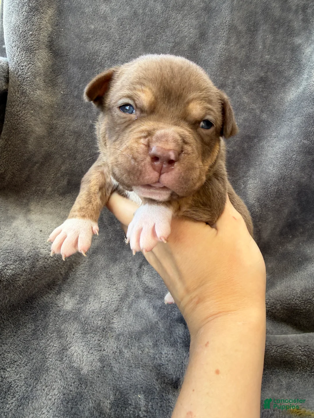 American Bully dogs for sale: Toby - Ad 1