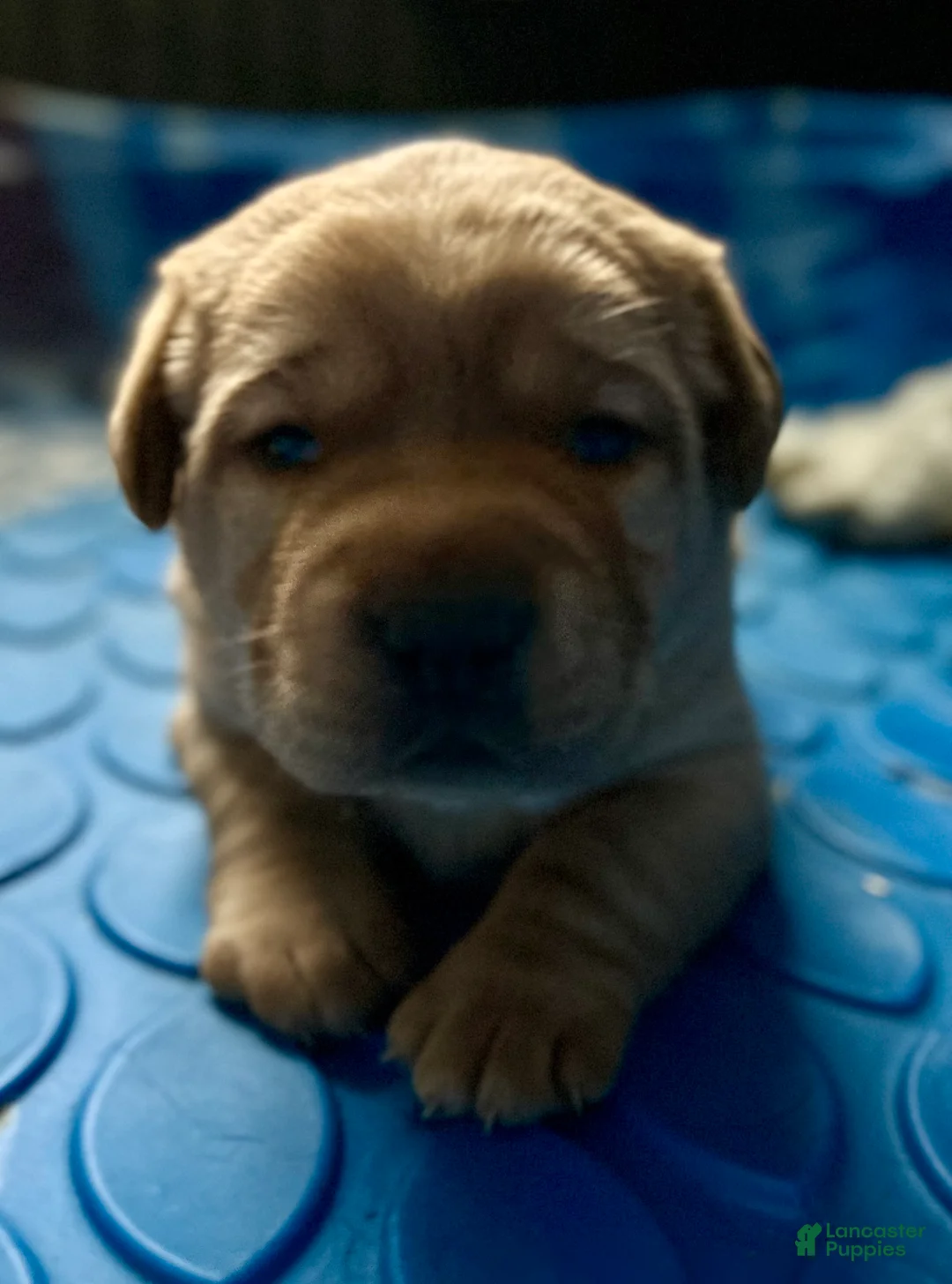 Labrador Retriever dogs for sale: Red  - Ad 1