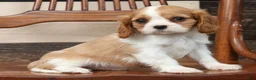 Cavalier King Charles Spaniel dogs for sale: Patrick - Ad 8