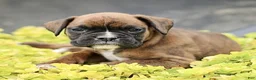 Boxer dogs for sale: Tristan  - Ad 4