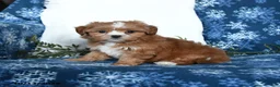 Shihpoo dogs for sale: Weston - Ad 3