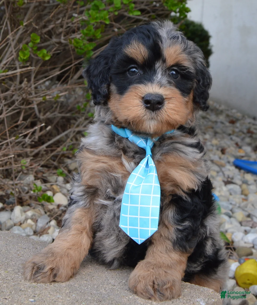 Mini Bernedoodle dogs for sale: Mini Bear - Ad 1