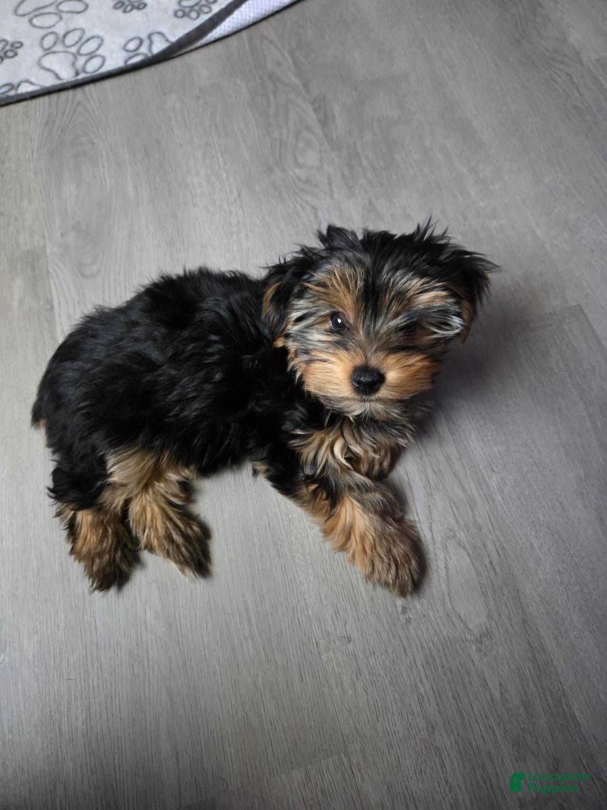 Yorkshire Terrier dogs Yorkshire Terrier Chloe (female) - Ad 12