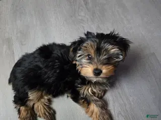 Yorkshire Terrier dogs Yorkshire Terrier Chloe (female) - Ad 17