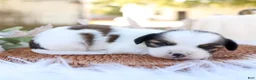 Mixed Breed dogs for sale: Larry Shiweenie - Ad 3