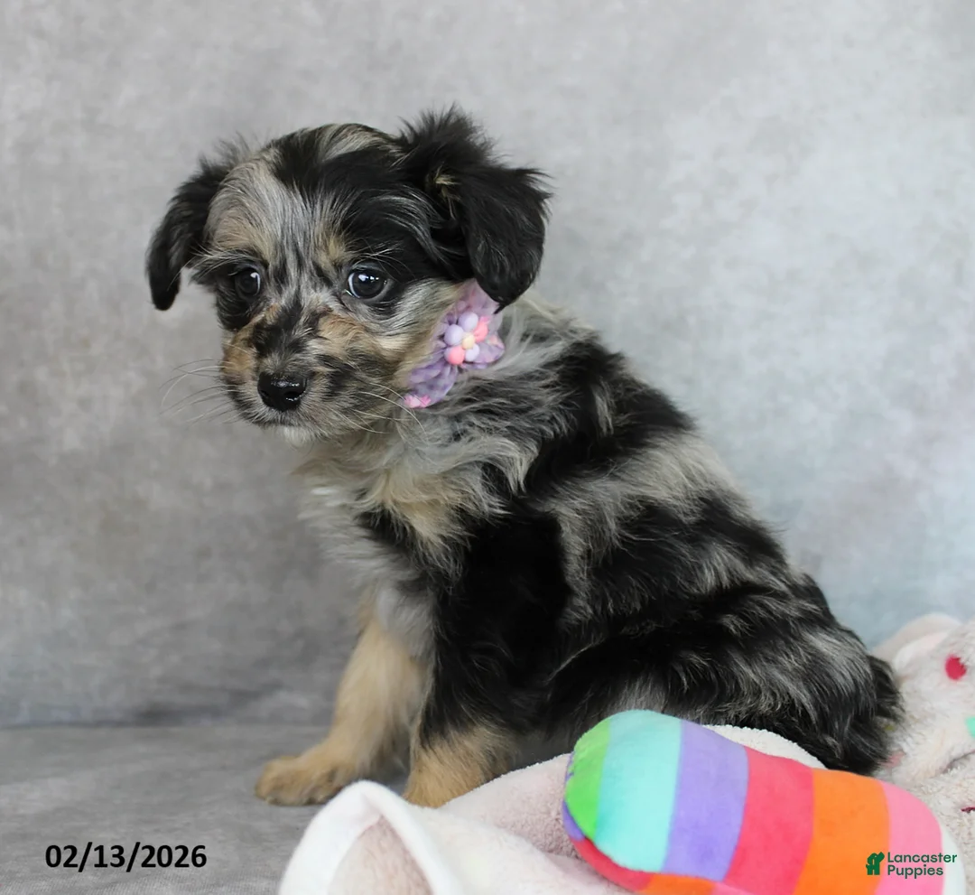 Mini Aussiedoodle dogs for sale: Bella   - Ad 3