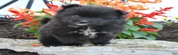 Pomeranian dogs for sale: Percy - Ad 4