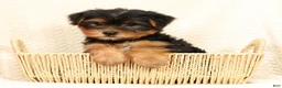 Yorkshire Terrier dogs for sale: Connor - Ad 1
