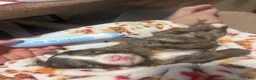 Mixed Breed dogs for sale: Honey - Ad 4