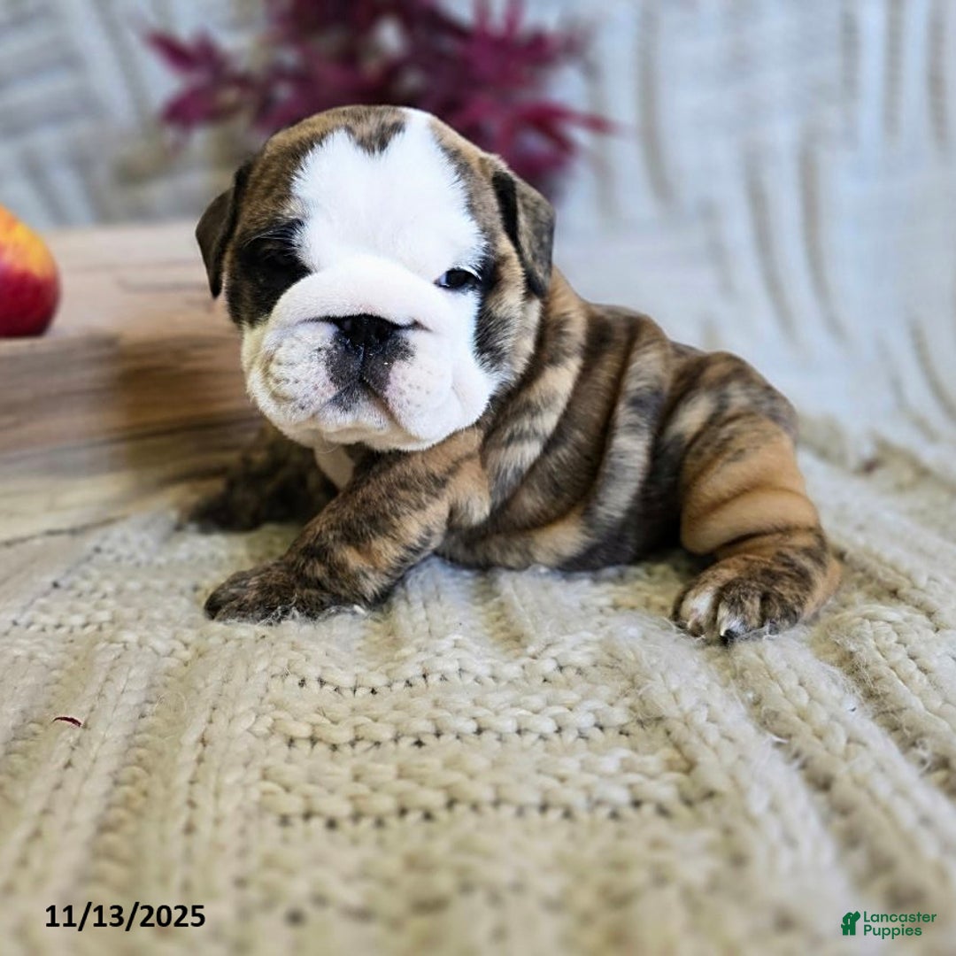 English Bulldog dogs for sale: Lulu - Ad 9