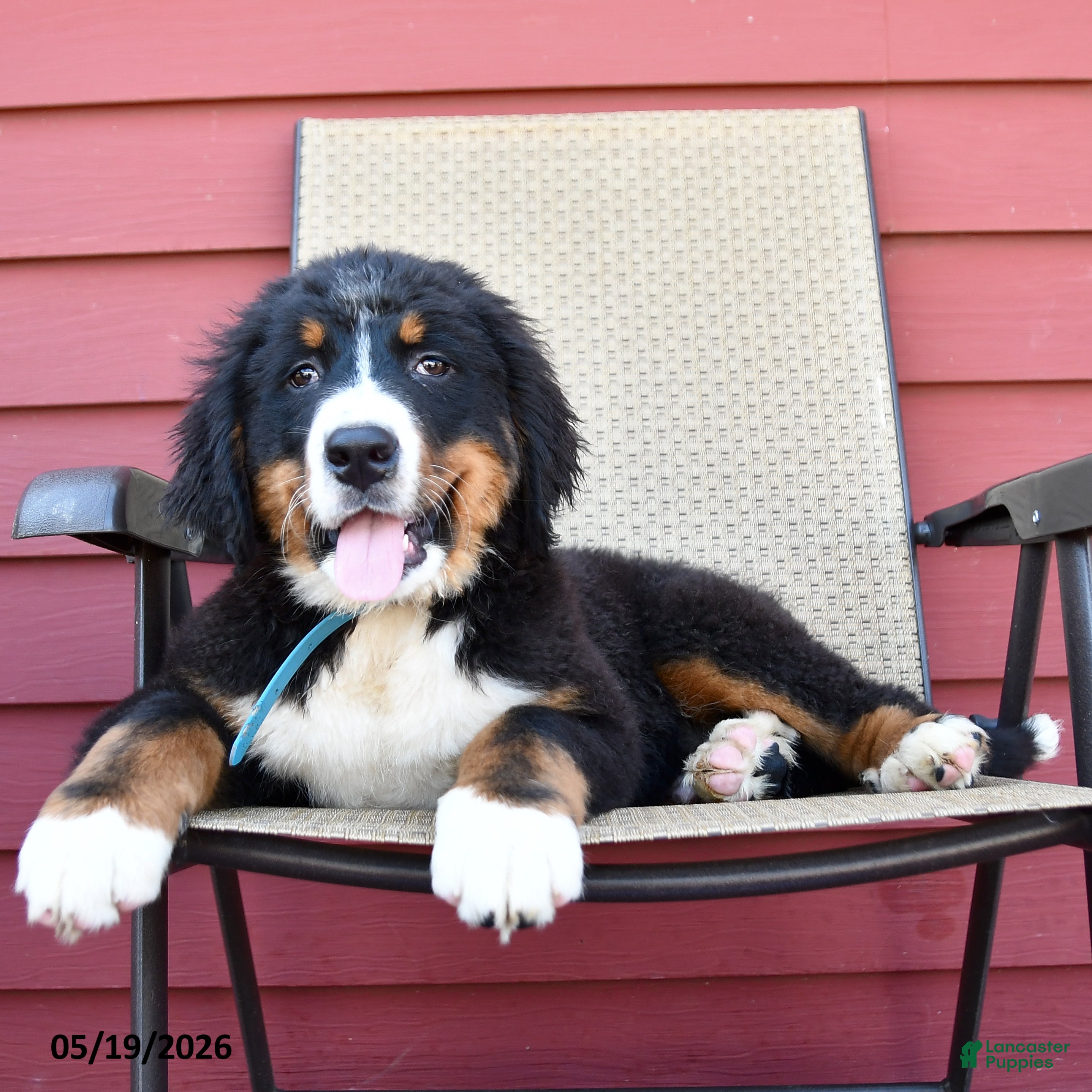 Bernese Mountain Dog dogs Jax - Ad 2