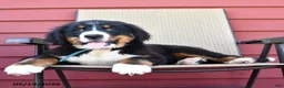 Bernese Mountain Dog dogs for sale: Jax - Ad 2