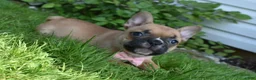 Frug dogs for sale: Lacey  - Ad 2