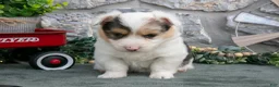 Welsh Corgi Pembroke dogs for sale: Isla - Ad 3