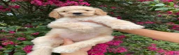 Goldendoodle dogs for sale: Mandy - Ad 4