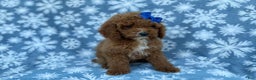 Cockapoo dogs for sale: Candycane - Ad 8