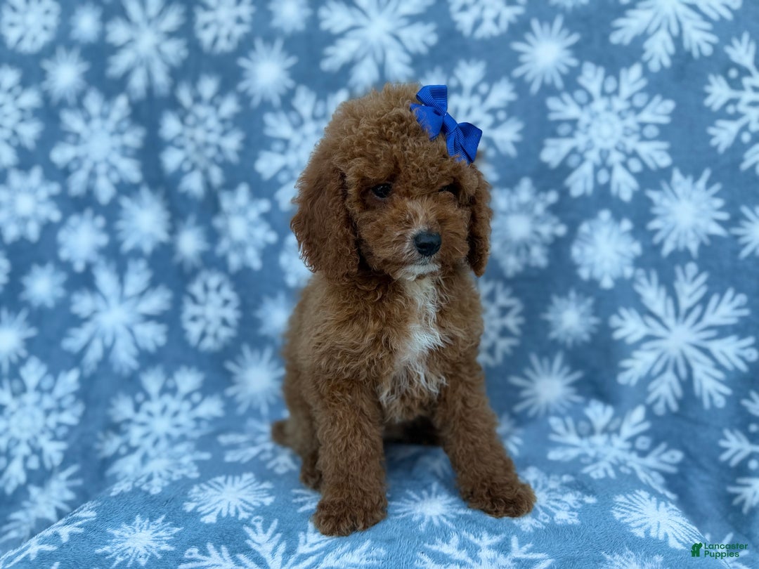 Cockapoo dogs for sale: Candycane - Ad 8
