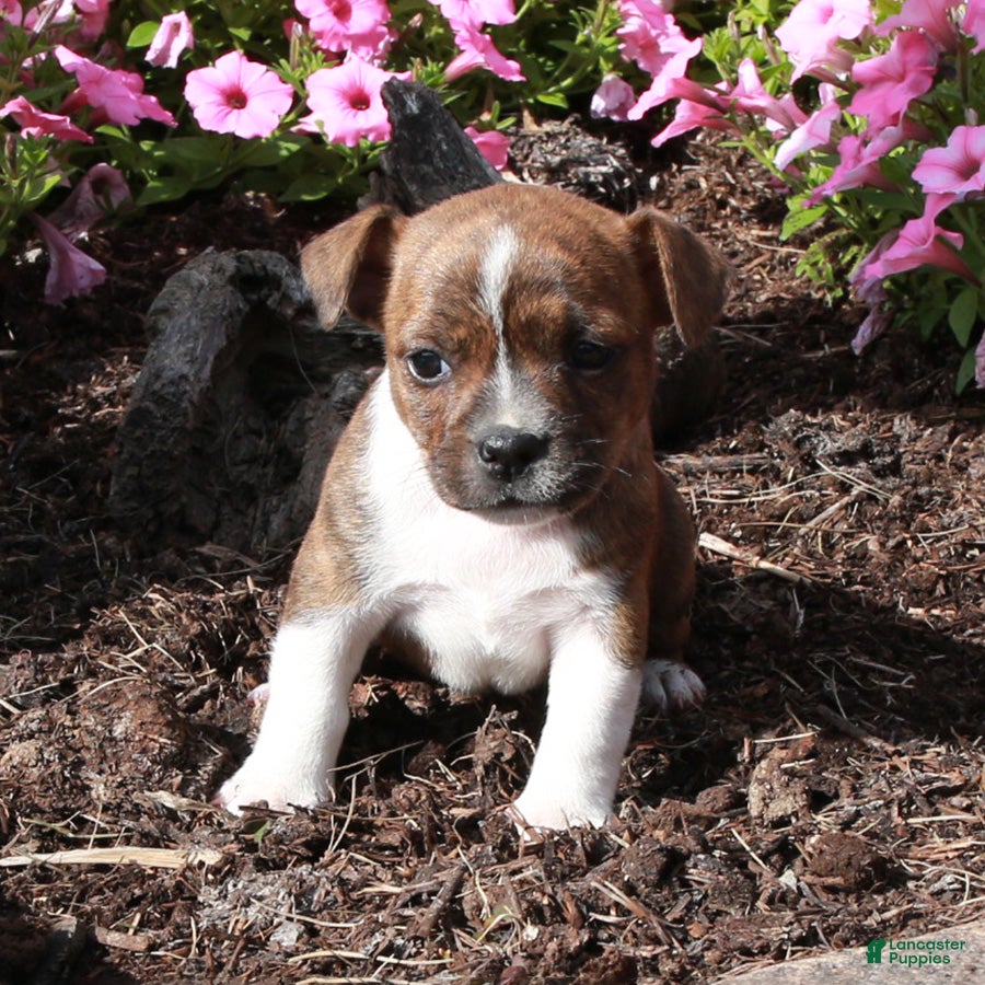 Boston Terrier Puppies for sale in New York Lancaster Puppies