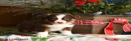 Australian Shepherd dogs for sale: Avalon - Ad 5