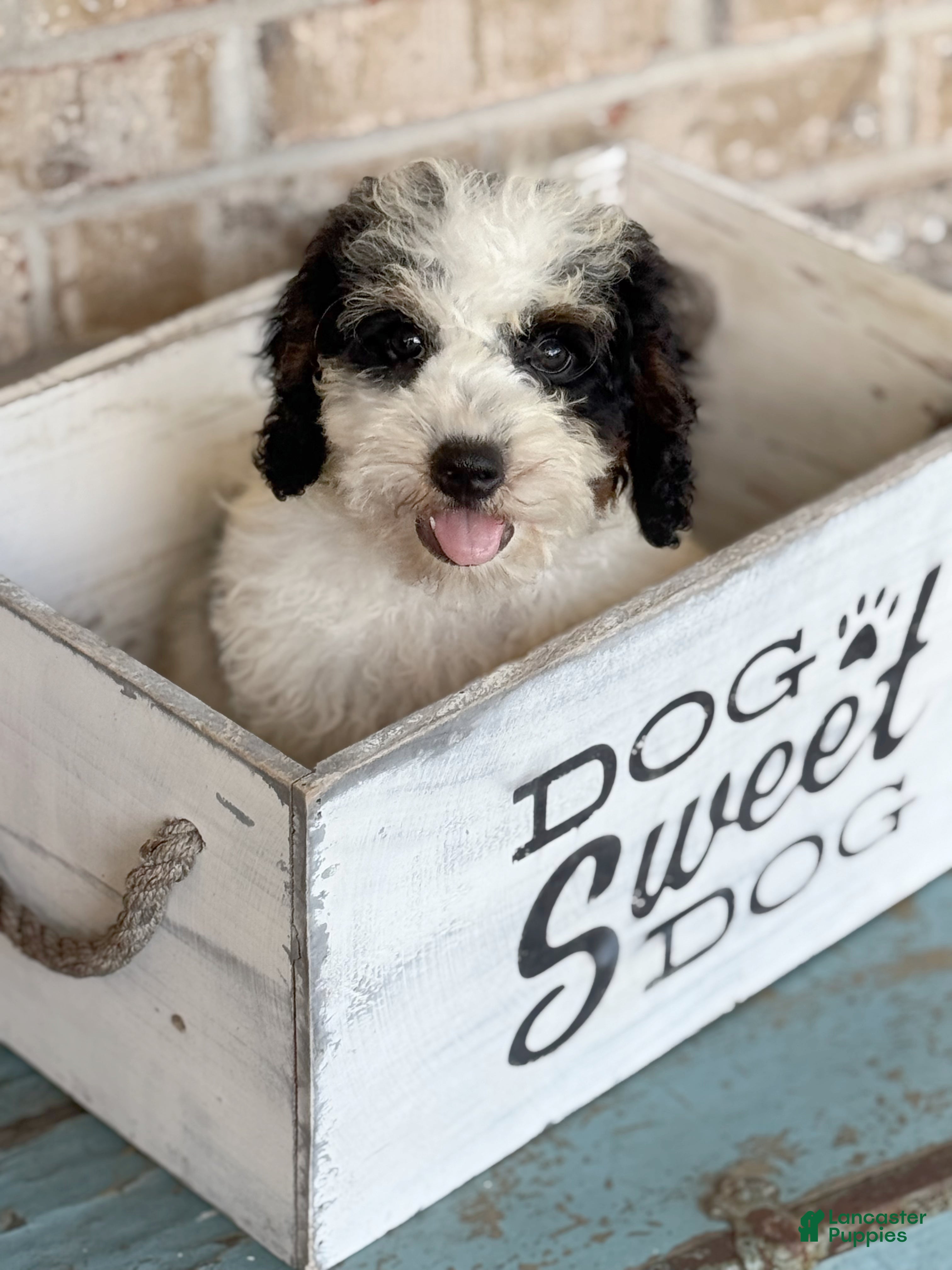 Mini Bernedoodle dogs Beau - Ad 5