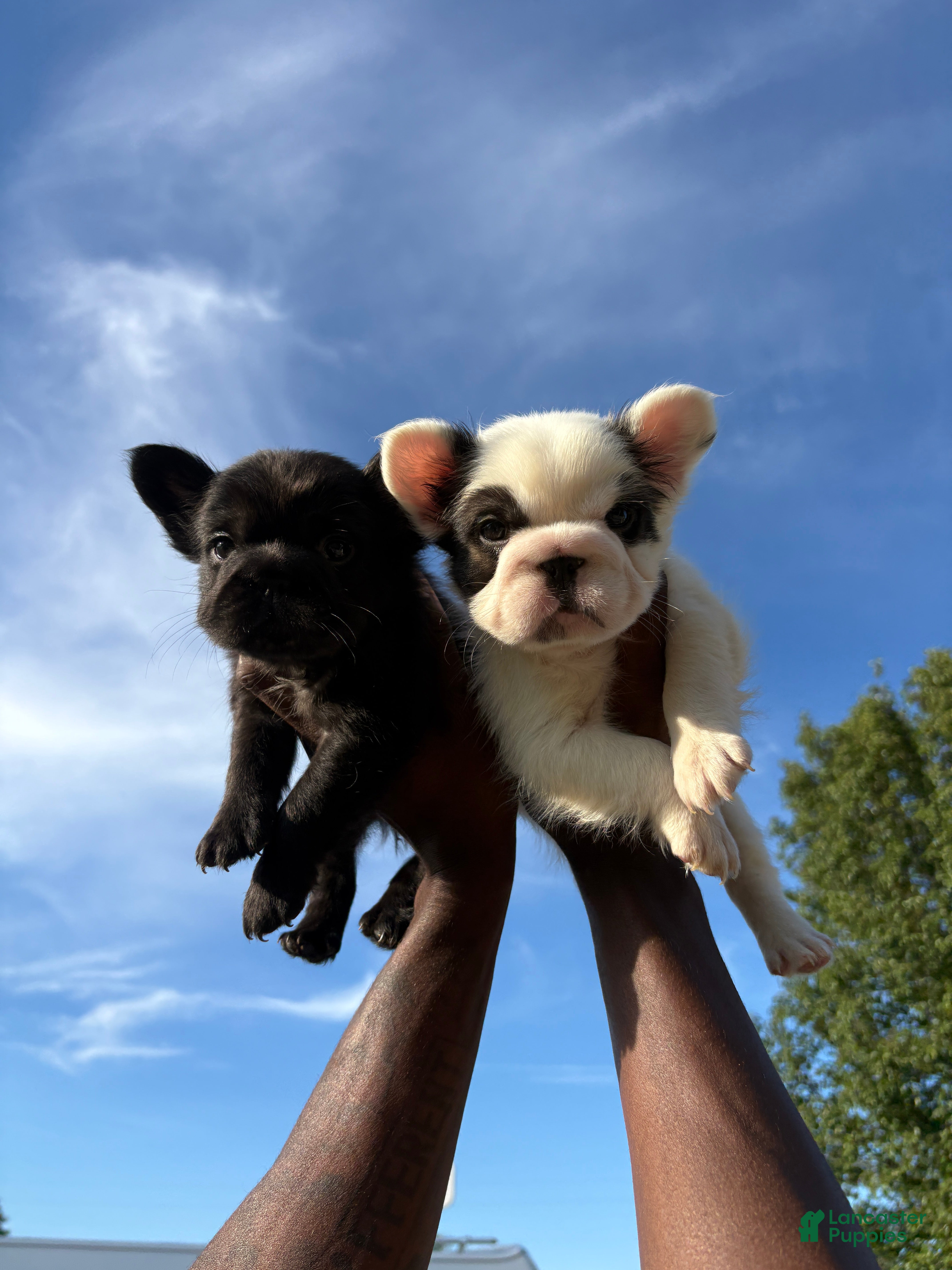 French Bulldog dogs French Bulldog 2 - Ad 35