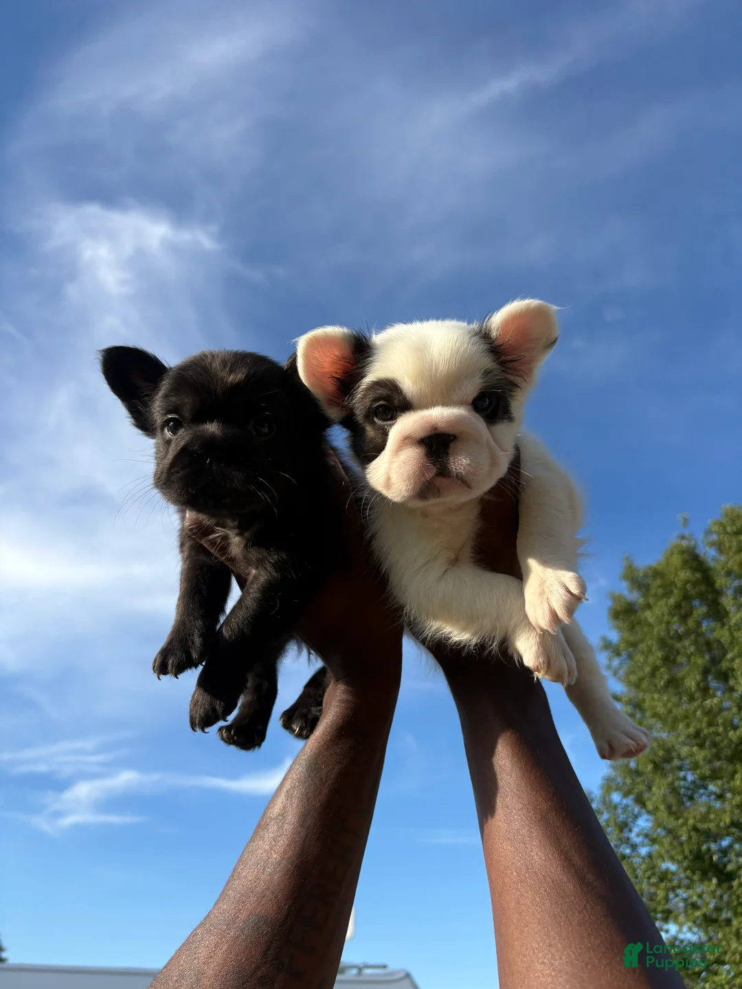 French Bulldog dogs for sale: French Bulldog 2 - Ad 1