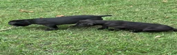 Cane Corso dogs for sale: Cane Corso 1 - Ad 43
