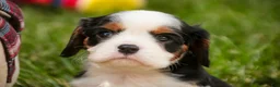 Cavalier King Charles Spaniel dogs for sale: Elliot - Ad 7