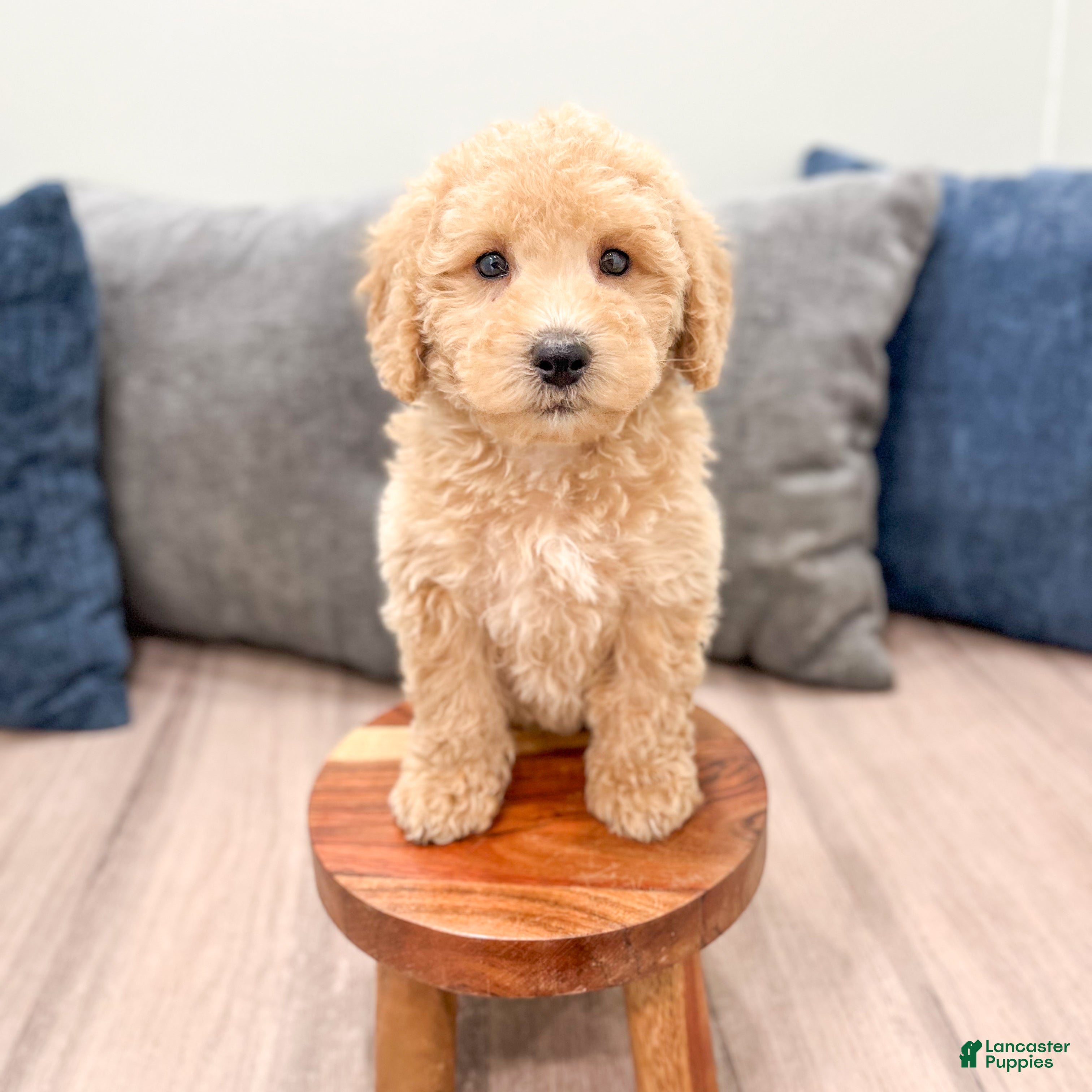 Miniature Labradoodle dogs Kierra - Ad 2