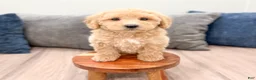 Miniature Labradoodle dogs for sale: Kierra - Ad 2