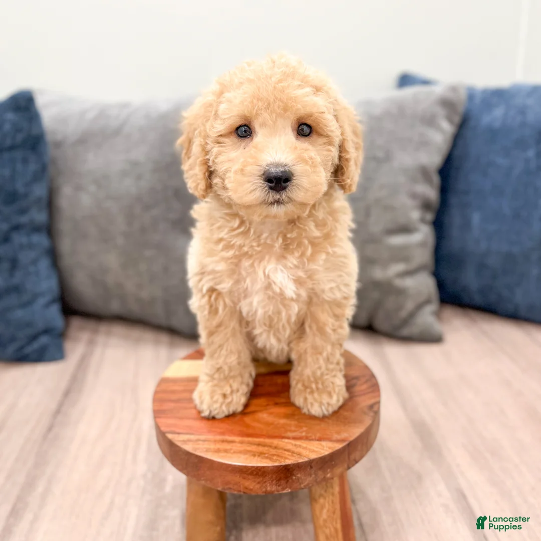 Miniature Labradoodle dogs for sale: Kierra - Ad 2