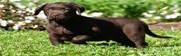 Labrador Retriever dogs for sale: Charles - Ad 3