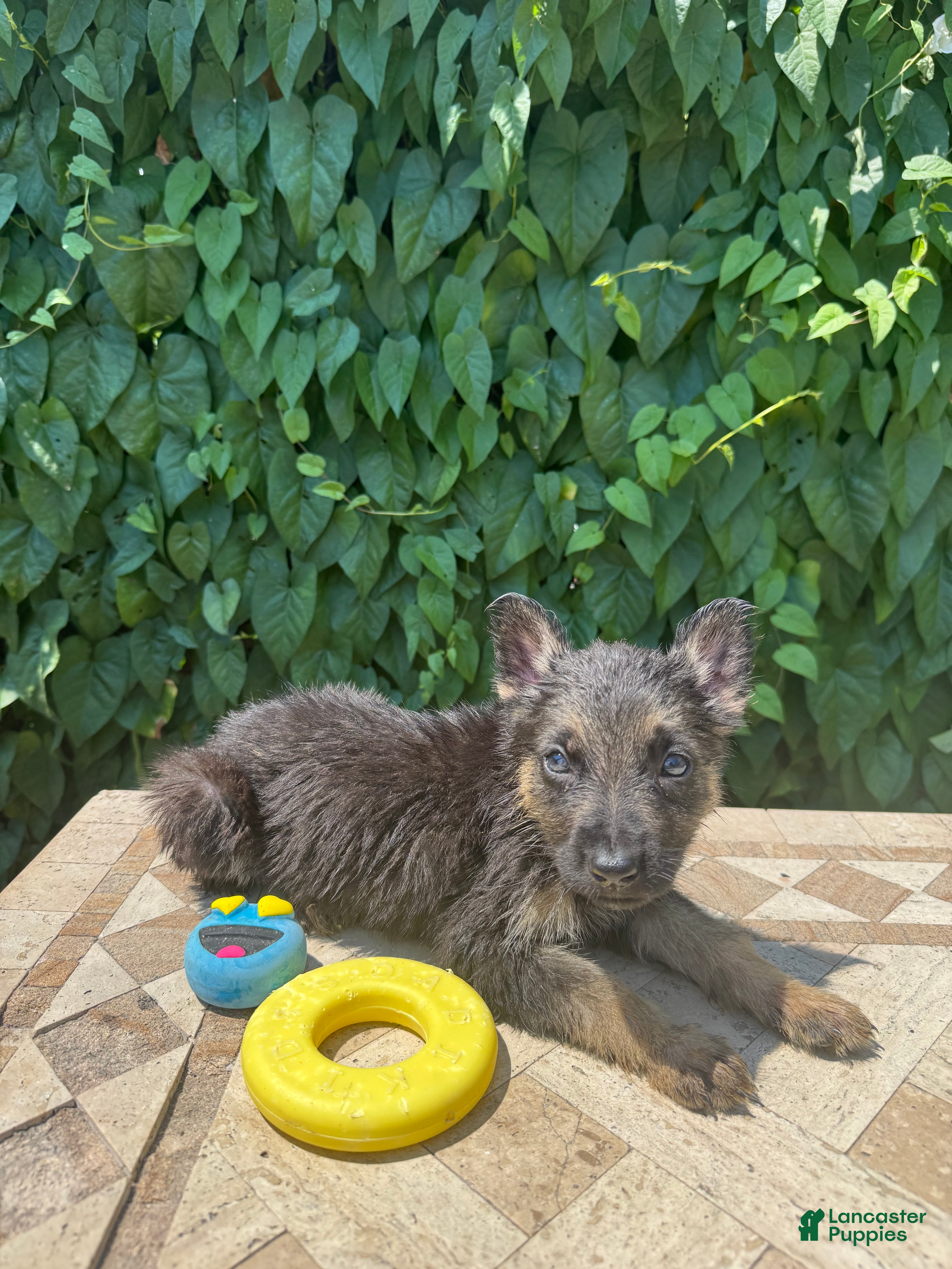 German Shepherd dogs for sale: Banana - Ad 3