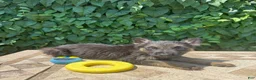 German Shepherd dogs for sale: Banana - Ad 1