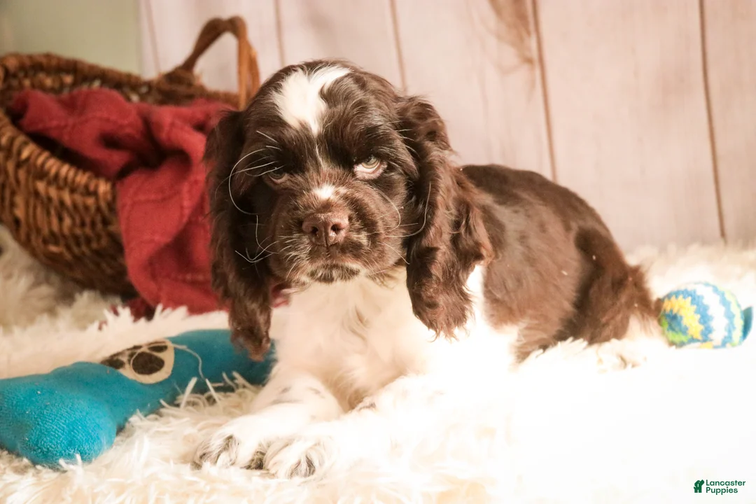 Cocker Spaniel dogs for sale: Gilbert - Ad 3