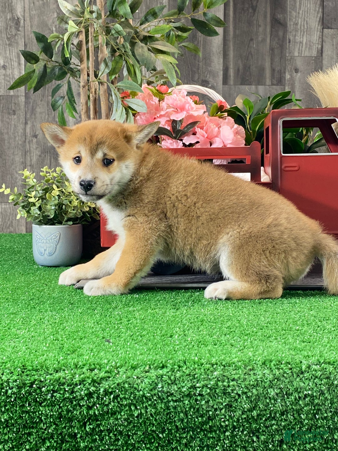 Shiba Inu dogs for sale: Ida - Ad 4