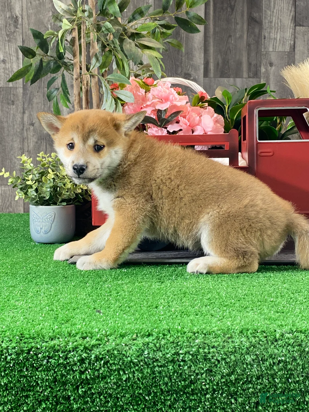 Shiba Inu dogs for sale: Ida - Ad 4