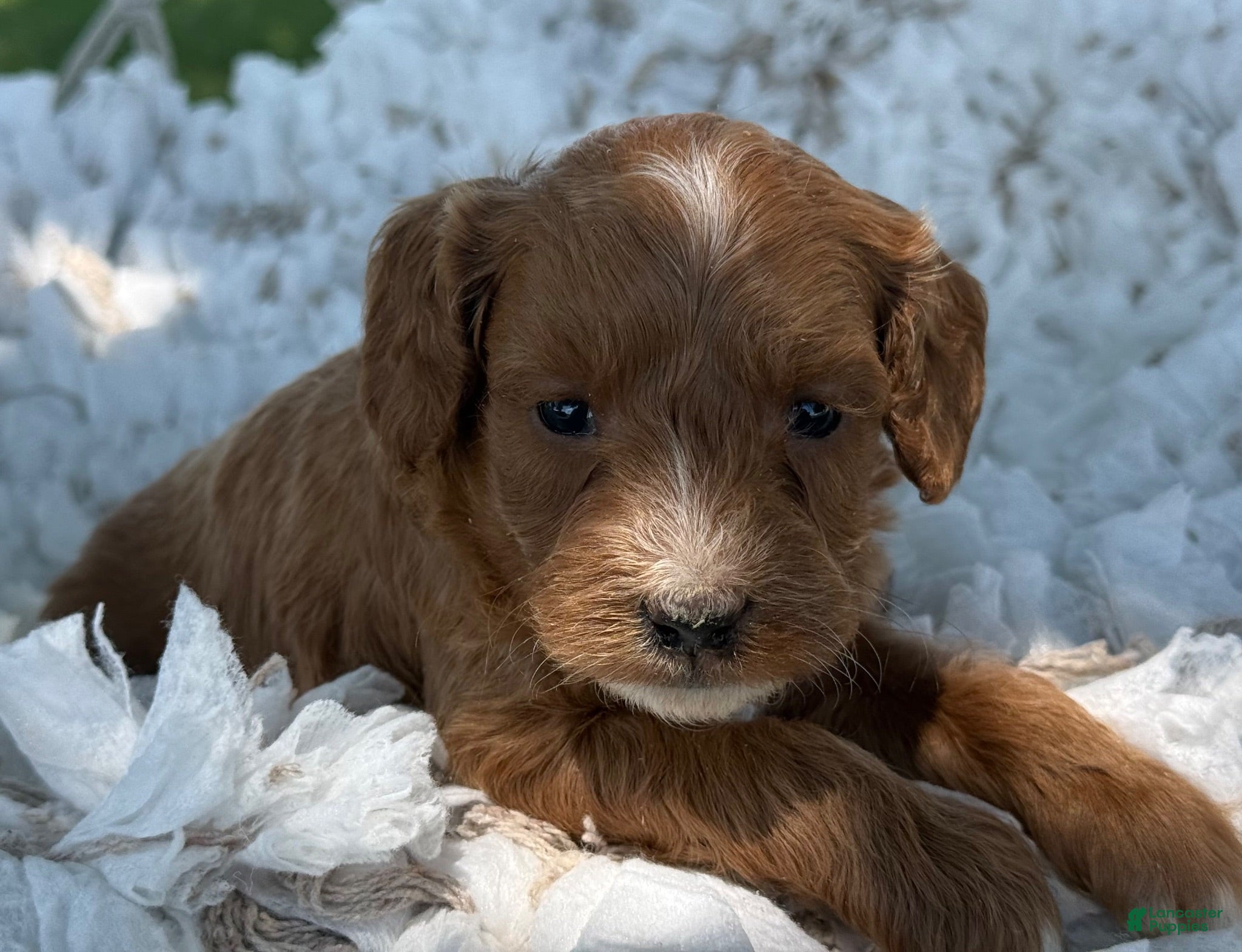Cavapoo dogs Crew - Ad 2