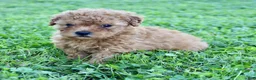 Yorkiepoo dogs for sale: Fenn - Ad 3