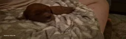 Cavapoo dogs for sale: Cavapoo 1 - Ad 3