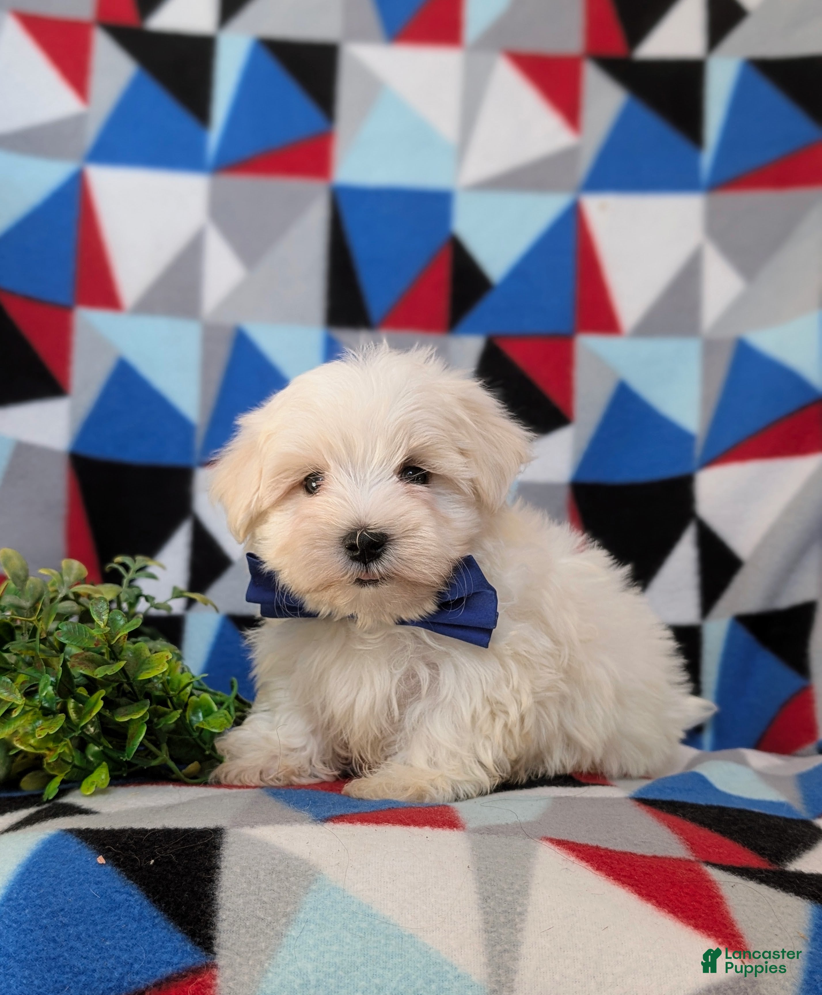 Maltese dogs Hale 7 lbs Full Grown - Ad 1