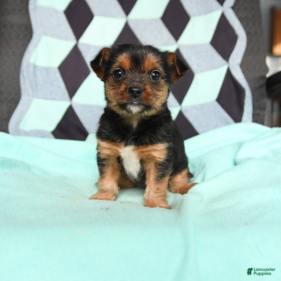 Yorkshire Terrier dogs for sale: Vera - Ad 3