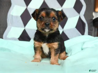 Yorkshire Terrier dogs for sale: Vera - Ad 3
