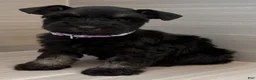 Miniature Schnauzer dogs for sale: Bonnie - Ad 4