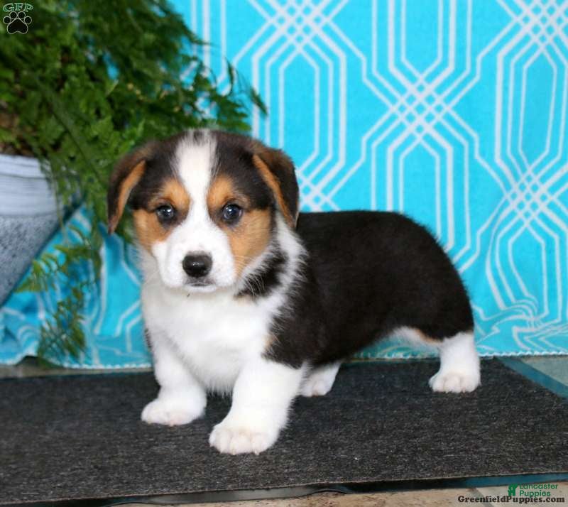 Welsh Corgi Pembroke dogs for sale: Welsh Corgi Pembroke 3 - Ad 16