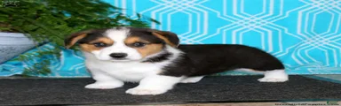 Welsh Corgi Pembroke 3