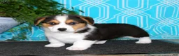 Welsh Corgi Pembroke dogs for sale: Welsh Corgi Pembroke 3 - Ad 1