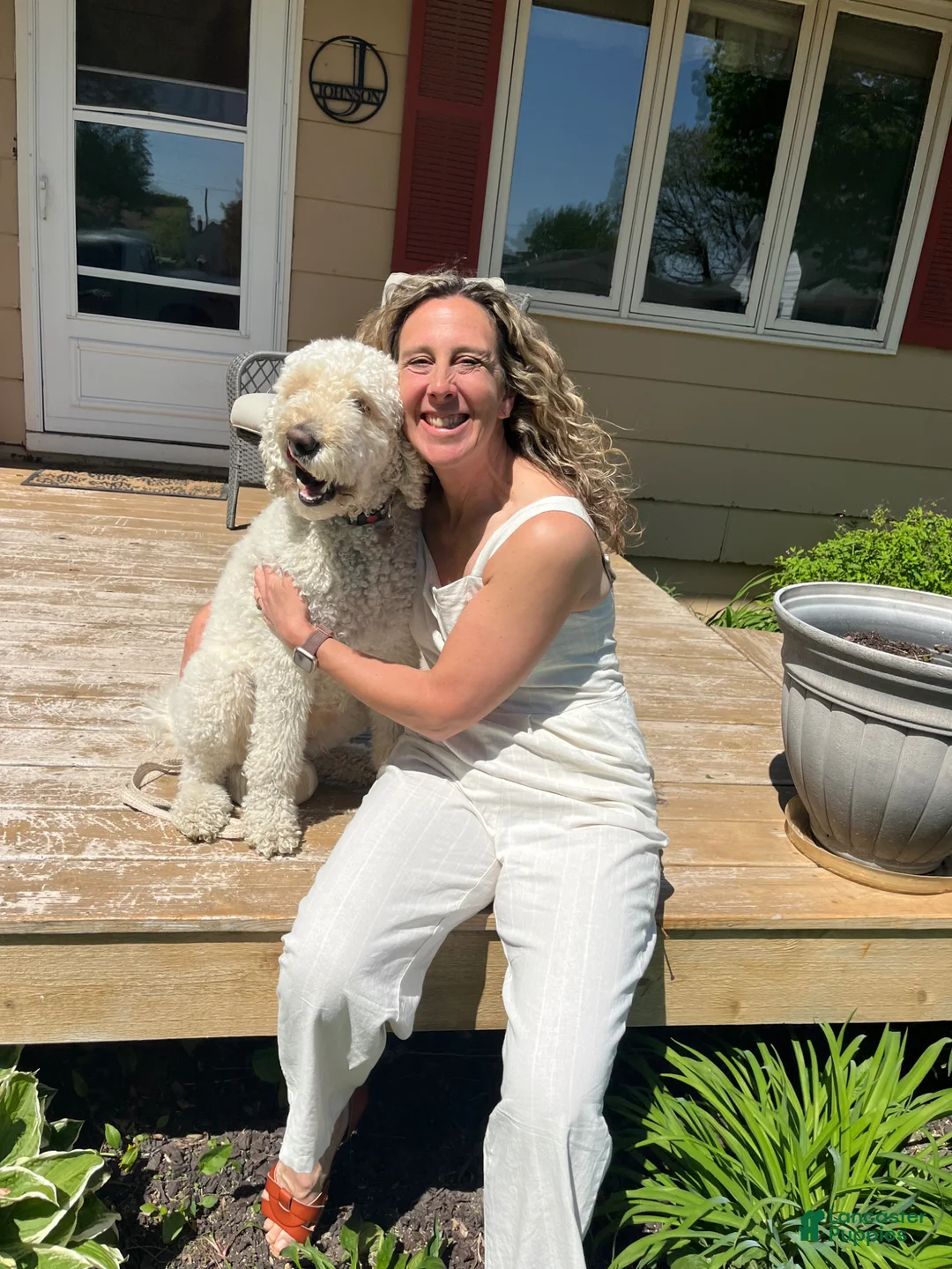 Goldendoodle dogs for sale: Blue- Goldendoodle Puppy 6 - Ad 4