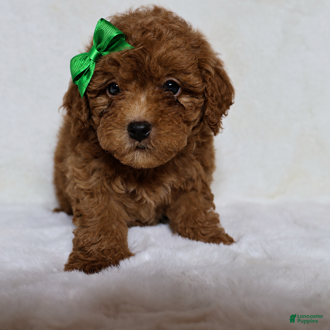Mini Goldendoodle dogs Teddy - Ad 1